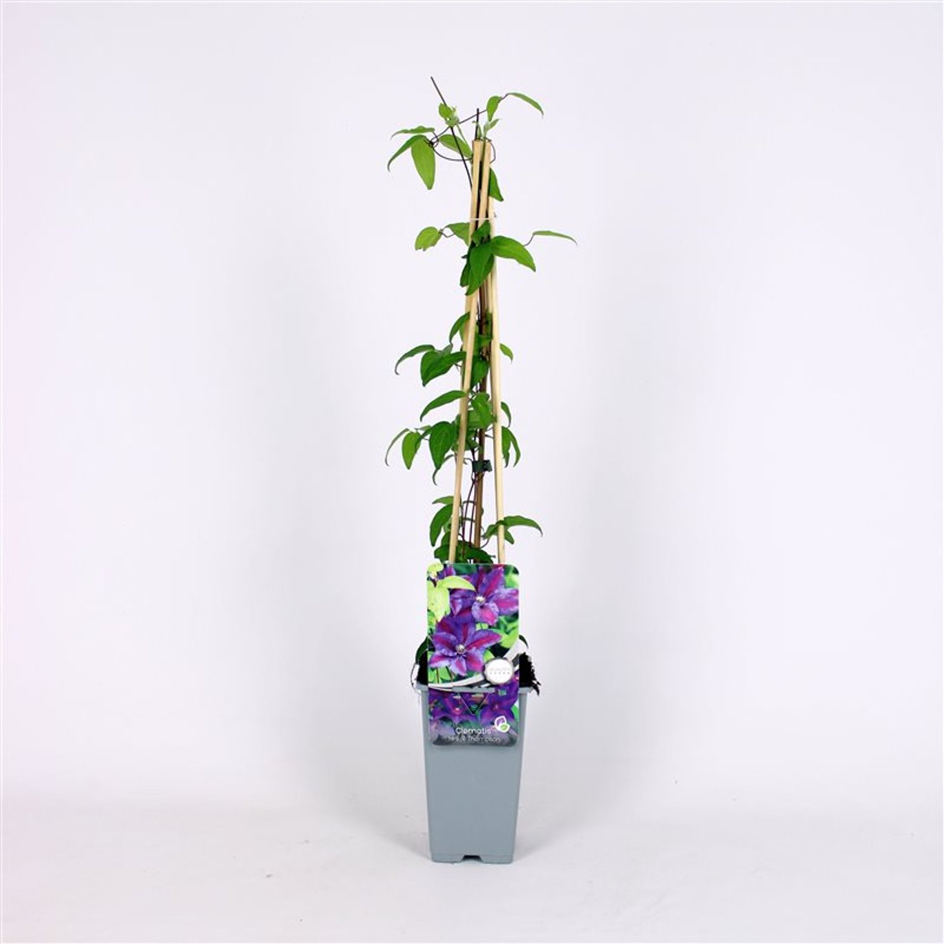 Clematis 'Mrs N. Thompson' - C2 70/+ CM